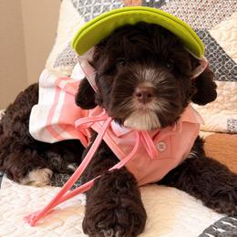LIBERTY - Chocolate female Australian Labradoodle puppy in Valley Springs, California from Blue Denim Doodles
