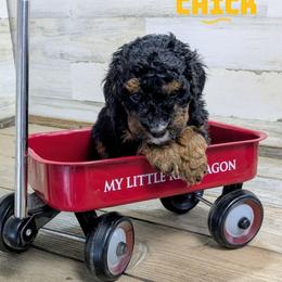 Chick - Black tri-color female Aussiedoodle puppy in Cambridge, Minnesota from Country Meadow Doodles