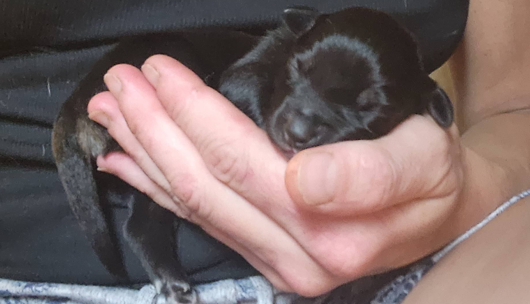 Miniature Australian Shepherd Puppies from Carter's Cuties