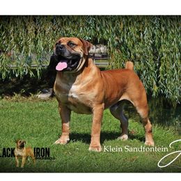 Judge - Boerboel