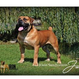 Judge - Boerboel