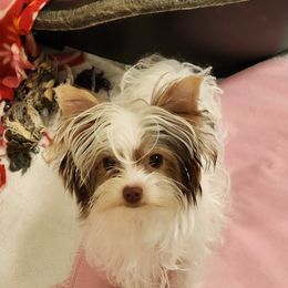 1 - Chocolate, tan and white female Yorkshire Terrier puppy in Citrus Heights, California from Bortolin Little Angles