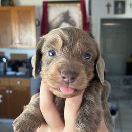 Lilac Isabella male- schnitzel - Fawn (Isabella) male Dachshund puppy in Lady Lake, Florida from Shotzie Doxie Co.