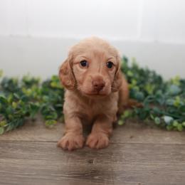 Tinker - Cream female Dachshund puppy in Indiantown, Florida from Turquoise River Minature Dachshunds