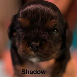 Shadow - Black and tan male Cavalier King Charles Spaniel puppy in Broken Arrow, Oklahoma from Cavalier King Charles Heartland