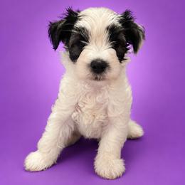 Hiro - Sable male Chinese Crested puppy in Destin, Florida from Fairy Tale Cresteds