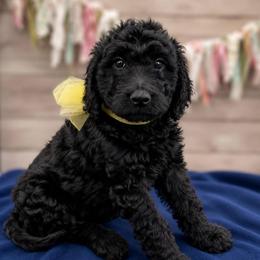 Poppy - Black female Goldendoodle puppy in Lisbon, Ohio from Willow Lane Doodles