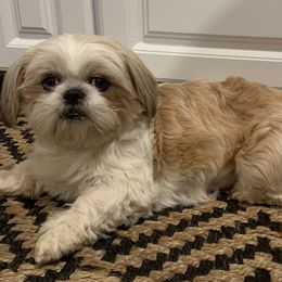 Shih Tzus from SCS Shih Tzus