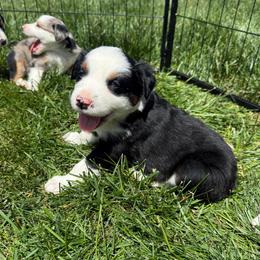 Oscar - Black tri male Miniature Australian Shepherd puppy in Marion, Michigan from Highland Hills Mini Aussies