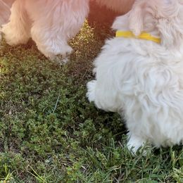 Coton de Tulear Puppies from Smoky Mountains Cotons