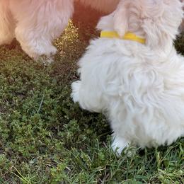 Coton de Tulear Puppies from Smoky Mountains Cotons