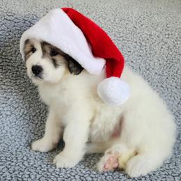 Molly - Pink collar - White and badger female Great Pyrenees puppy in Monmouth, Maine from Flewelling Great Pyrenees