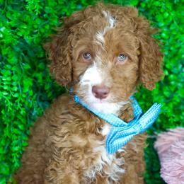 Charlie - Red  male Goldendoodle puppy in Brandon, Florida from Murphys Doodles