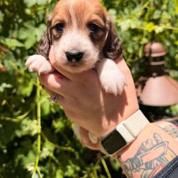 Boy 3 - Piebald male Dachshund puppy in Santa Rosa, California from Signature Mini Dachshunds