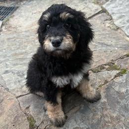 Sandy - Phantom female Bernedoodle puppy in Monument, Colorado from Colorado Dreamin Doodles