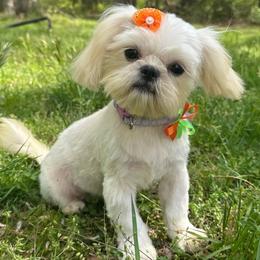 Cindy Lou - Shih Tzu