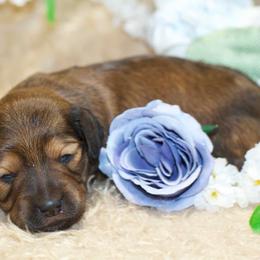 Josie - Red female Dachshund puppy in Bellville, Ohio from JK Mini Doxies