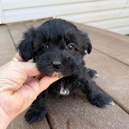 Cisco - Black male Maltipoo puppy in Lebanon, Kentucky from Mosaic Merle Doodles