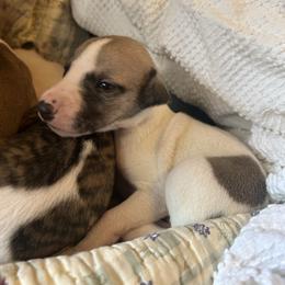 Arrow - White and fawn male Whippet puppy in Oneida, Tennessee from Saving Grace