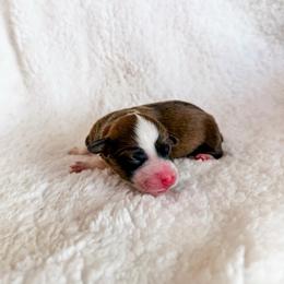 Cookie - Red and white female American Corgi puppy in Pahrump, Nevada from Desert Sunset Corgis