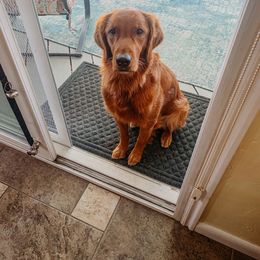 Cavalier King Charles Spaniel and Golden Retriever All Grown Up from Emerald Grove Puppies