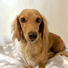 Oakley - Dachshund