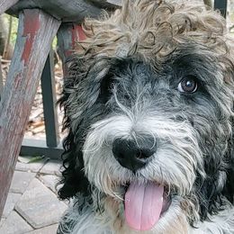 Bernedoodles and Labradoodles from Delaney Park Doodles
