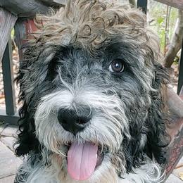 Bernedoodles and Labradoodles from Delaney Park Doodles
