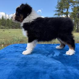 Black tri male - Black tri-color male Australian Shepherd puppy in Chino Valley, Arizona from Cu2 Aussies