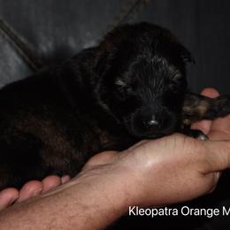Orange Collar Male - Sable male German Shepherd puppy in Mariana, Florida from Haus M Godwin