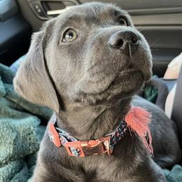 Dilute Retrievers and Labradoodles from Conley’s Labradors & Labradoodles