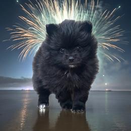 Pomeranian Puppies from The Pom patch