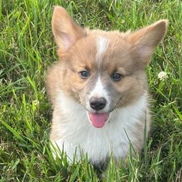 Red collar - Sable male Pembroke Welsh Corgi puppy in Illinois from Cardinal Corgis