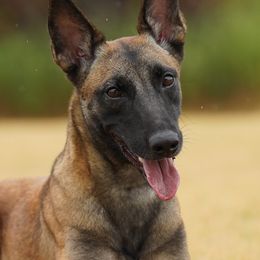 Belgian Malinois and German Shepherds from PL Training Services