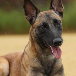 Belgian Malinois and German Shepherds from PL Training Services