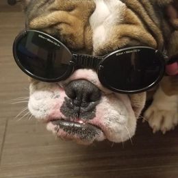 Bulldogs from JoMo Kennels