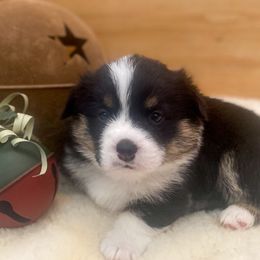 Pembroke Welsh Corgi Puppies from Boekel Farms Corgis