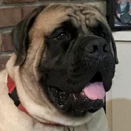 Tyson  - Mastiff