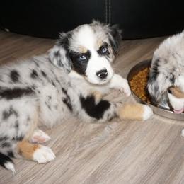 Australian Shepherd Puppies from MilkyWay Aussies with Tails