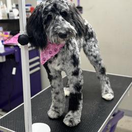 Willow - Bernedoodle