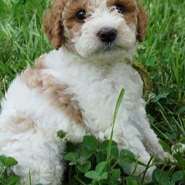 Goldendoodle Puppies from Music City Goldendoodles