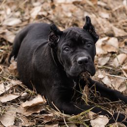 Natasha - Cane Corso