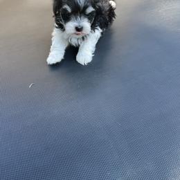 Maltipoo All Grown Up from ELIZABETH VENDLEY