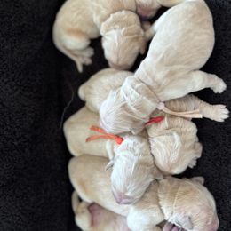 Girl 1 - Light golden female Golden Retriever puppy in Angier, North Carolina from Howard's Retrievers