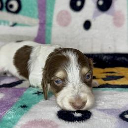 Frankie - Piebald male Dachshund puppy in Poteau, Oklahoma from Sisters Dazzling Dachshunds