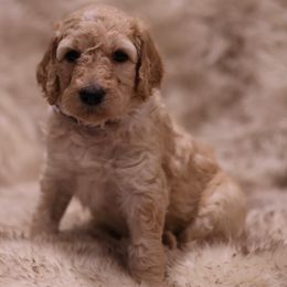 "Purple" Goldendoodle Puppies from Hogan Family-Raised F1b Gooldendoodles