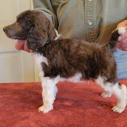 Poodle Puppies from Chapel Hill Poodles