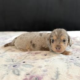 Blue and Cream Dapple long hair male AKC - Dapple male Dachshund puppy in Calera, Alabama from Southern Sky Dachshunds