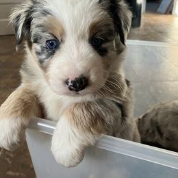 Australian Shepherd Puppies from 4H Aussies