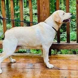 Madison - Labrador Retriever